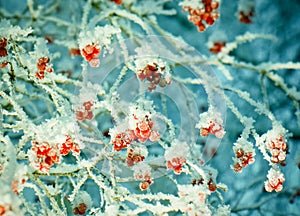 Red berries of viburnum with hoarfrost