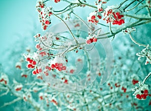 Red berries of viburnum with hoarfrost