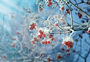 Red berries of viburnum with hoarfrost