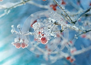 Red berries of viburnum with hoarfrost