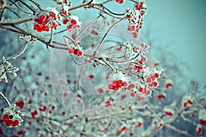 Red berries of viburnum with hoarfrost
