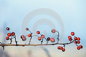 Red berries of viburnum with hoarfrost on the branches