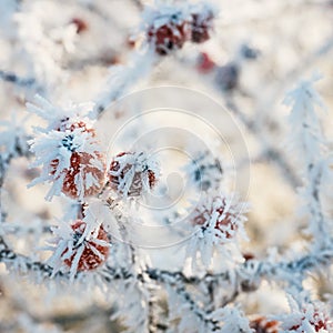 Red berries of viburnum with hoarfrost on the branches