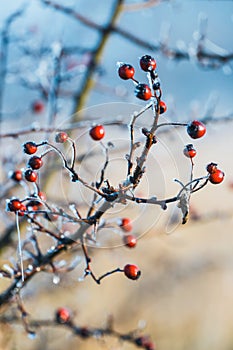 Red berries of viburnum with hoarfrost on the branches