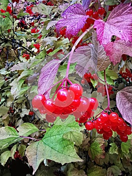 Red berries of a viburnum tree