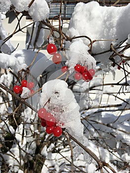 Red Berries in White Snow, St. Johann im Pongau, Austria in Winter