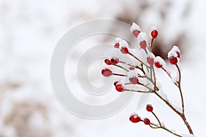 Red berries in white snow in winter