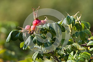 The red berries of the wild rose