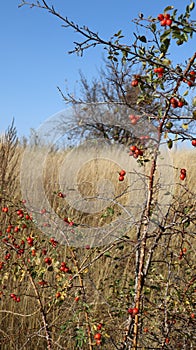 Red berries of wild rose hips