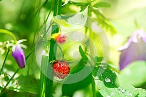 Red berries of wild strawberries on a stalk with water droplets and purple flowers in the forest grass
