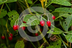 Red berries of woody nightshade, also known as bittersweet, Solanum dulcamara seen in August