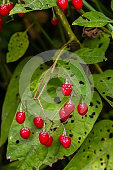 Red berries of woody nightshade, also known as bittersweet, Solanum dulcamara seen in August