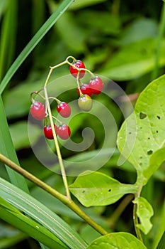 Red berries of woody nightshade, also known as bittersweet, Solanum dulcamara seen in August