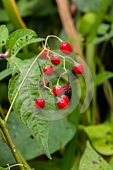 Red berries of woody nightshade, also known as bittersweet, Solanum dulcamara seen in August