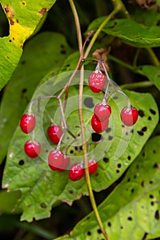 Red berries of woody nightshade, also known as bittersweet, Solanum dulcamara seen in August