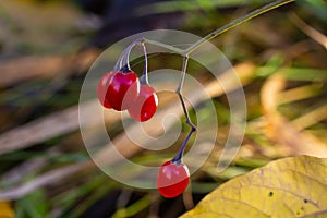 Red berries of woody nightshade, also known as bittersweet, Solanum dulcamara seen in August