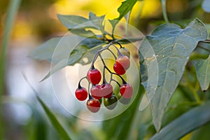 Red berries of woody nightshade, also known as bittersweet, Solanum dulcamara seen in August