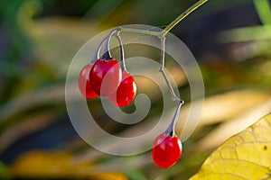 Red berries of woody nightshade, also known as bittersweet, Solanum dulcamara seen in August