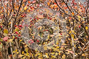 Red berries, yellow leafes