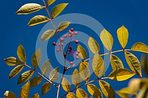 Red berries of Zanthoxylum americanum, Prickly ash with yellow leaves in autumn.