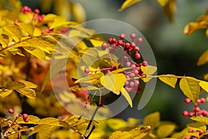 Red berries of Zanthoxylum americanum, Prickly ash with yellow leaves in autumn.