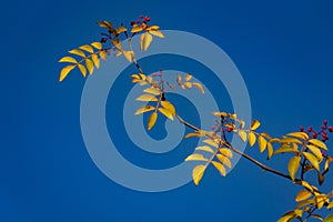 Red berries of Zanthoxylum americanum, Prickly ash with yellow leaves in autumn. Close-up in natural sunligh on blue sky. photo