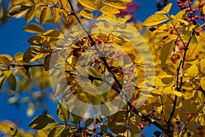 Red berries of Zanthoxylum americanum, Prickly ash with yellow leaves in autumn. Close-up in natural sunligh. photo