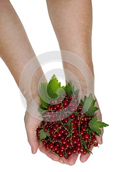 Red berriesfor you concept