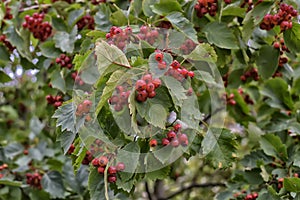 Red berry on a branch photo