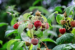 Red berry garden