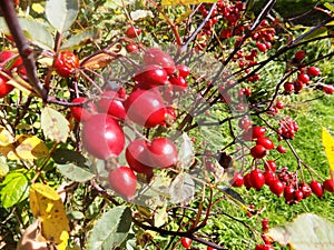 Red berry garden plant