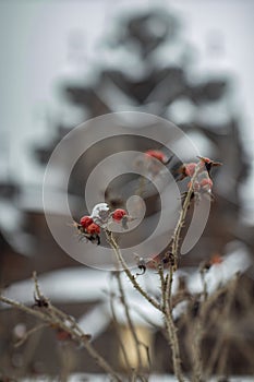 Red berry in macro on a photo of the temple in winter