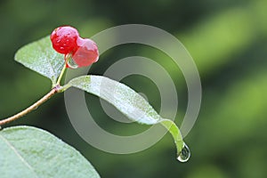 Red berry (Red Chokeberry) in the summer rain day