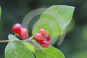 Red berry (Red Chokeberry) in the summer rain day