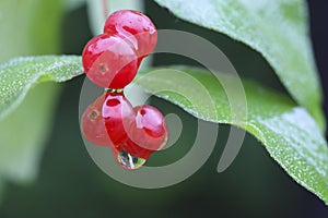 Red berry (Red Chokeberry) in the summer rain day