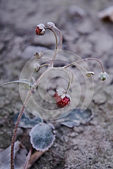 Red berry strawberries, covered with hoarfrost, frosty morning