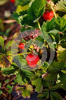 Red berry, a strawberry ripened on a bush in the field. Agriculture to plant berries
