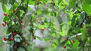 Red Berry tree in rain