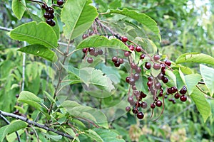 Red berrys Prunus Virginiana or Bitter-berry, Chokecherry, Virginia bird berry and Western chokecherry