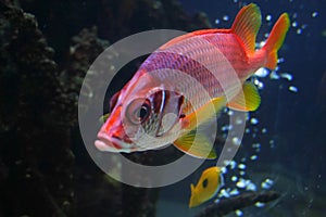 Red Beta Fish