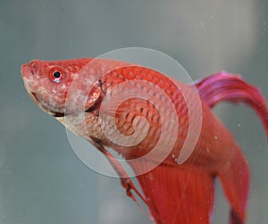 Red Beta Fish photo