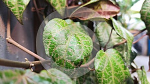 Red Betel Leaves Empirically, red betel