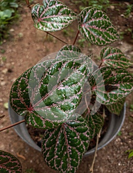 red betel leaves (piper ornatum) in pots photo