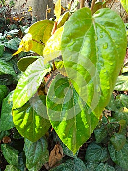 Red betel leaves are splashed with rainwater in the morning, water droplets can be seen sticking to the betel leaves