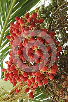 red betel nut