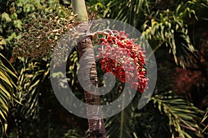 Red betel nut on palm tree.