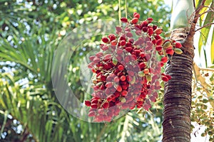 Red betel nut on palm tree.