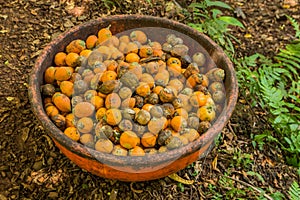 Red betel nut in tropical spice plantation, Goa, India