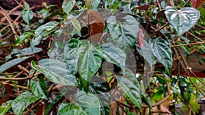 Red betel plants are cultivated in front of residents' houses