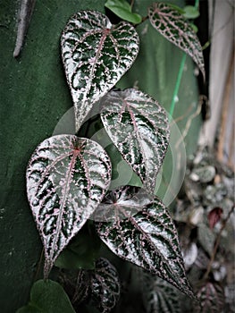 Red betel on the terraces of people's houses